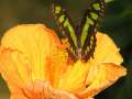 14248_@Botanischer_Garten_Kiel_Schmetterlinge