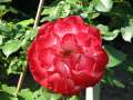 13227_@Botanischer_Garten_Klein_Flottbeck_10.06.07