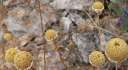 0337(cutweb) 0337(cutweb)